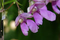 Wild Kidney Bean Vine Seeds – Perennial Climbing Legume with Purple Flowers, Phaseolus polystachios, Native North American Plant