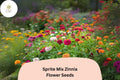 Sprite Mix Zinnia Seeds - Dwarf Annual Flowers for Borders & Containers, Bright Colors, Attract Pollinators, Zinnia elegans
