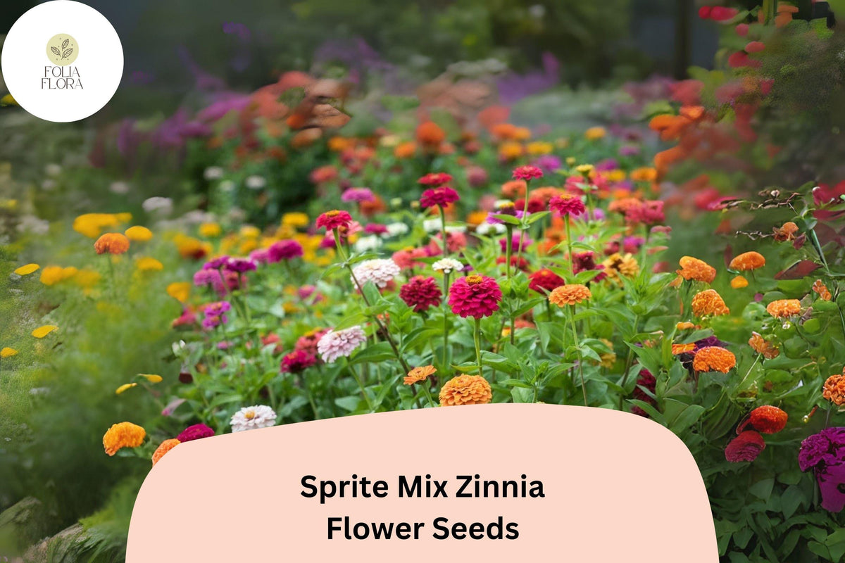 Sprite Mix Zinnia Seeds - Dwarf Annual Flowers for Borders & Containers, Bright Colors, Attract Pollinators, Zinnia elegans