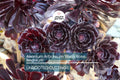 Aeonium arboreum 'Black Rose' Cutting – Dark Burgundy Succulent, Easy Care, Full Sun, Rosette Plant, Winter Blooms