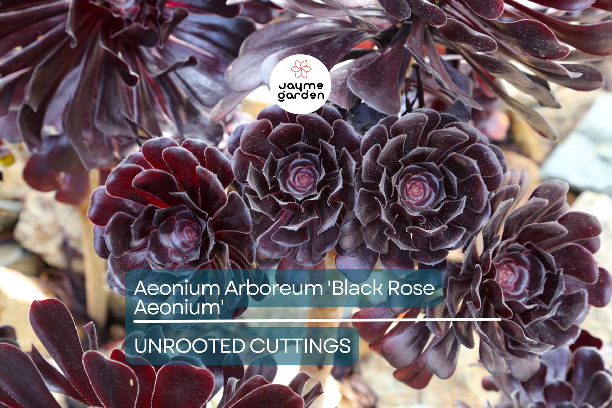 Aeonium arboreum 'Black Rose' Cutting – Dark Burgundy Succulent, Easy Care, Full Sun, Rosette Plant, Winter Blooms