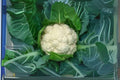 Cauliflower Seeds, Self-Blanching, White Compact Heads, Non-GMO Brassica oleracea, 1g Vegetable Seeds for Home Garden
