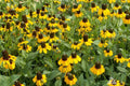 Clasping Coneflower Seeds | Rudbeckia amplexicaulis | Drought Tolerant, Pollinator-Friendly, Native Wildflower, Cut Flower, Full Sun