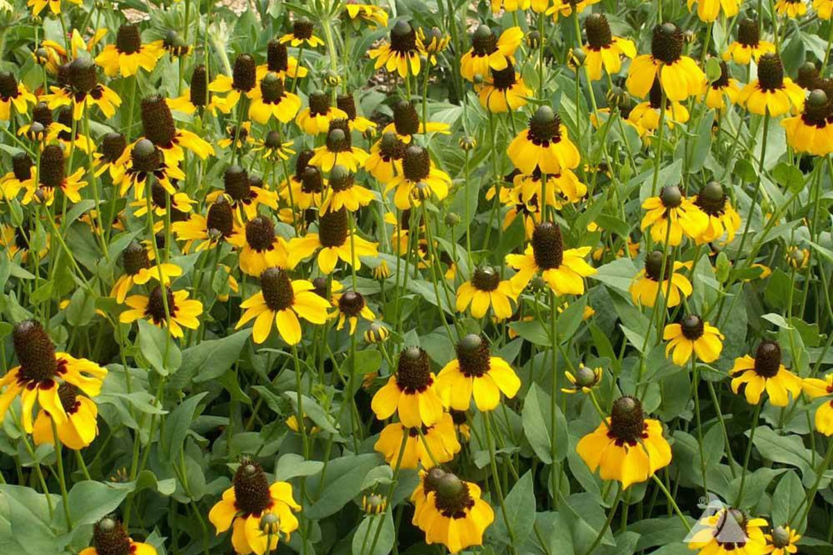 Clasping Coneflower Seeds | Rudbeckia amplexicaulis | Drought Tolerant, Pollinator-Friendly, Native Wildflower, Cut Flower, Full Sun