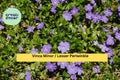 Vinca Minor Live Plants – 50 Bare Roots or 2.5" Pots, Evergreen Ground Cover, Dwarf Periwinkle, Shade Garden Vine, Hardy Zones 4–9