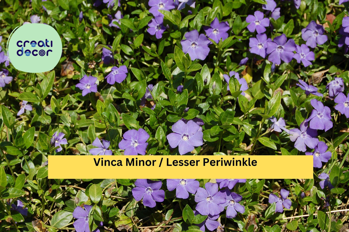 Vinca Minor Live Plants – 50 Bare Roots or 2.5" Pots, Evergreen Ground Cover, Dwarf Periwinkle, Shade Garden Vine, Hardy Zones 4–9