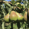 12 Bartlett Pear Tree Cuttings – Unrooted Grafting Stems for Propagation – Heirloom, High-Yield, Juicy Fruit Variety