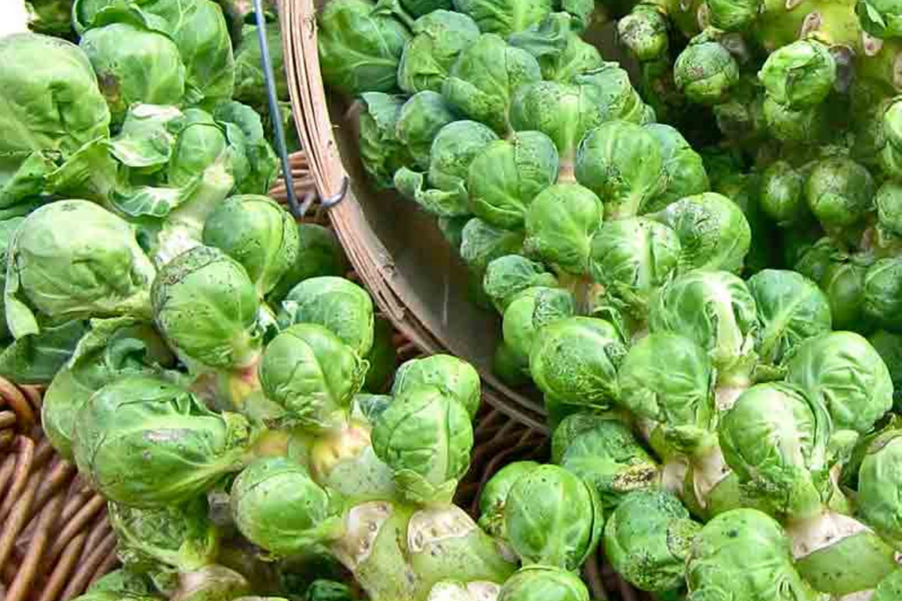 Brussels Sprouts Seeds | Catskill Variety | Vegetable Seeds | Brassica oleracea var. gemmifera