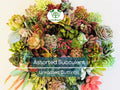 25 Colorful Succulent Unrooted Cuttings Variety Pack – Echeveria, Sedum, Crassula, Drought-Tolerant, Low Maintenance, Indoor & Outdoor Gardening