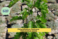 3 Pack Texas Ebony Tree Seeds – Pithecellobium flexicaule Drought-Tolerant Native for Bonsai, Landscaping & Wildlife Habitats