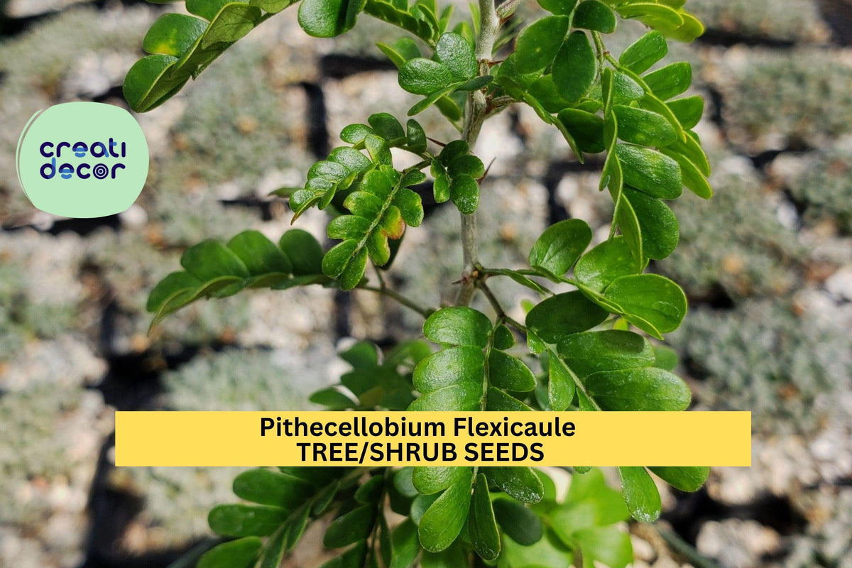 3 Pack Texas Ebony Tree Seeds – Pithecellobium flexicaule Drought-Tolerant Native for Bonsai, Landscaping & Wildlife Habitats