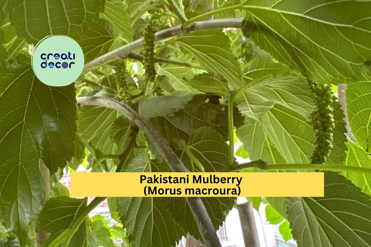 Pakistani Mulberry Tree Live Rooted Cutting, Morus macroura Fruit Tree for Garden or Orchard, Fast-Growing Deciduous Fruit Tree