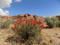 Castilleja angustifolia var. dubia Seeds – Narrowleaf Indian Paintbrush, Native Wildflower, Red Blooms, Pollinator Plant, 300 Seeds
