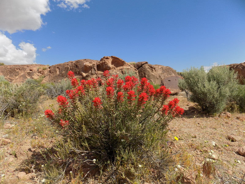 Castilleja angustifolia var. dubia Seeds – Narrowleaf Indian Paintbrush, Native Wildflower, Red Blooms, Pollinator Plant, 300 Seeds