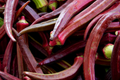 Red Burgundy Okra Seeds - 25 Pack, Red Velvet Variety, Abelmoschus esculentus, Compact Growth, Full Sun, High Yield, Garden Plant