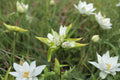 Cream Gentian Seeds – Native Wildflower, Gentiana flavida, Late Summer Bloom, Pollinator-Friendly, Perennial Plant Seeds