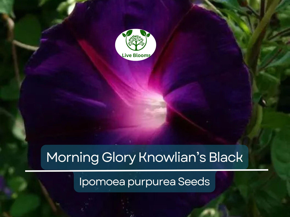 Morning Glory Seeds ‘Knowlian’s Black’ – Ipomoea purpurea – Deep Purple-Black Climbing Vine, Non-GMO, Hummingbird & Butterfly Favorite