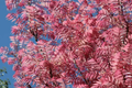 Red Toon Seeds - Toona sinensis Chinese Mahogany Heirloom Plant for Gardening