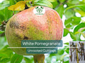 10 Organic White Pomegranate Unrooted Cuttings – Punica granatum – Rare Fruit Tree for Propagation & Garden