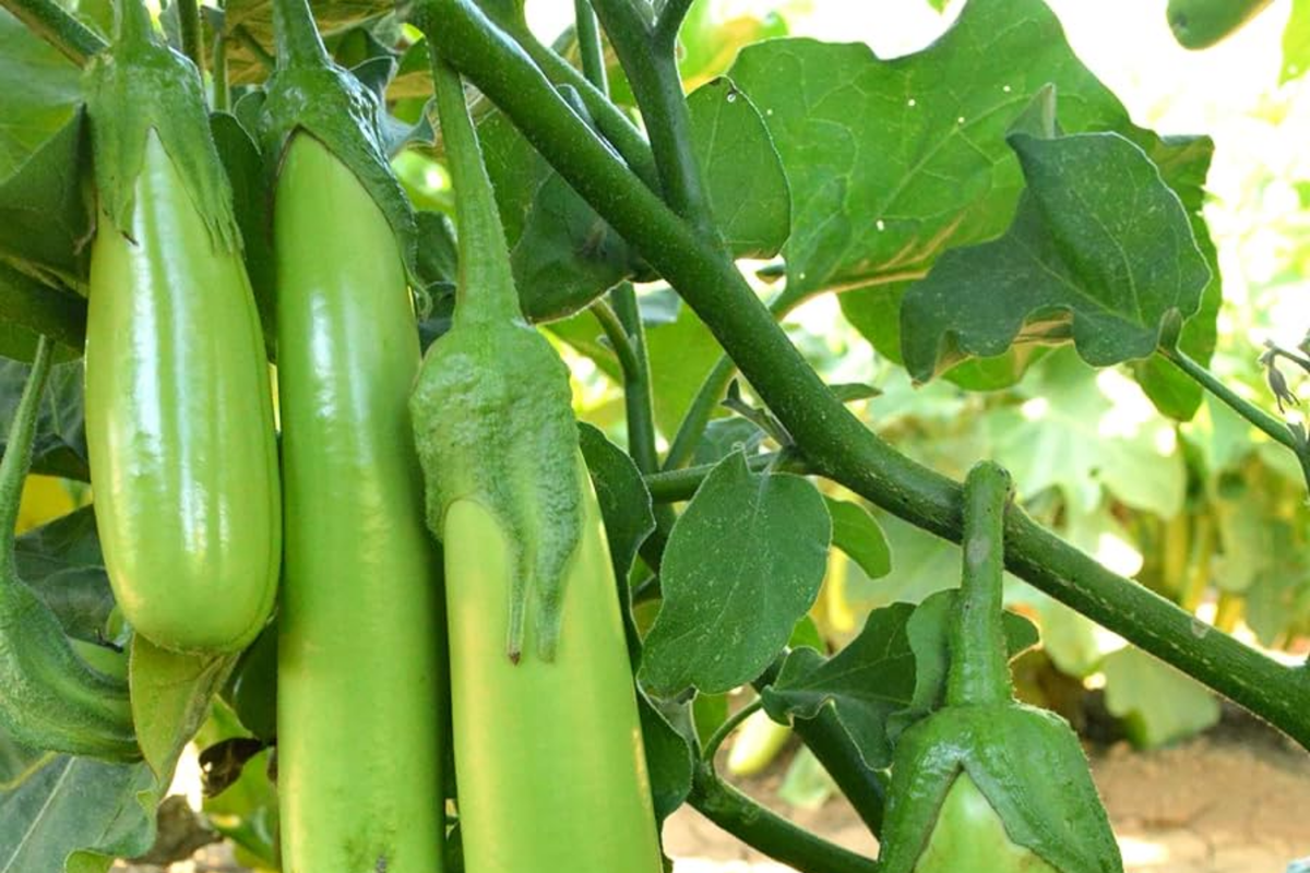 Thai Long Green Eggplant Seeds, Solanum melongena, Heirloom Vegetable Seeds, Green Long Aubergine for Cooking and Gardening