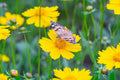 Lance Leaf Coreopsis Seeds - Non-GMO, Golden Yellow Blooms, Drought Tolerant, Pollinator Attracting, Native Wildflower, Heirloom Seeds