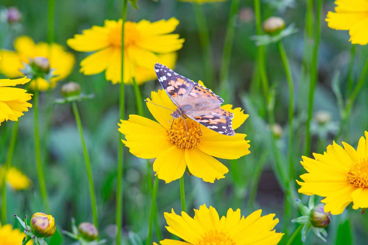 Lance Leaf Coreopsis Seeds - Non-GMO, Golden Yellow Blooms, Drought Tolerant, Pollinator Attracting, Native Wildflower, Heirloom Seeds