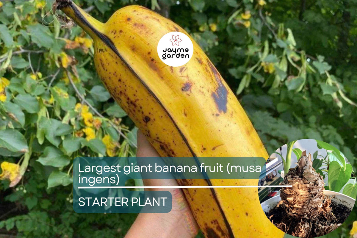 Largest Musa ingens Seedlings | Tropical Giant Banana Plant Starter | Rare Highland Banana Tree