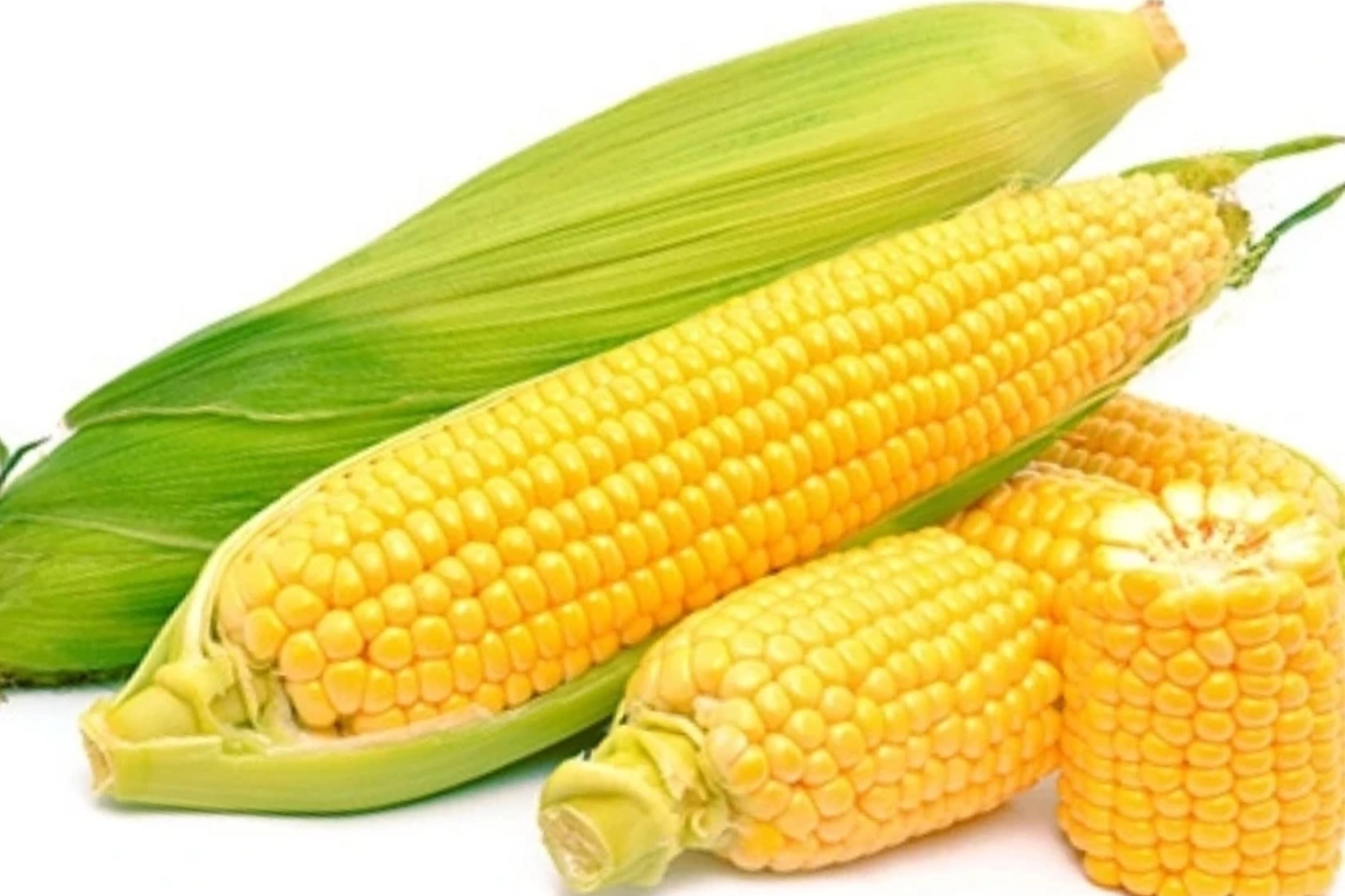 Truckers Favorite Corn Seeds – Non-GMO Zea mays for High Yields, Sweet Corn, 1200+ Seeds, Full Sun, Home & Farm Gardening