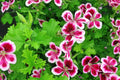 Citrosa Geranium Seeds - Lemon-Scented Mosquito Repellent Plants, Fragrant Foliage, Butterfly Friendly, Easy Care, USA Grown