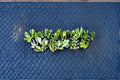 Jade Succulent Cuttings 20+ Mixed Varieties 2-3 Inches Crassula ovata Indoor Garden Plant