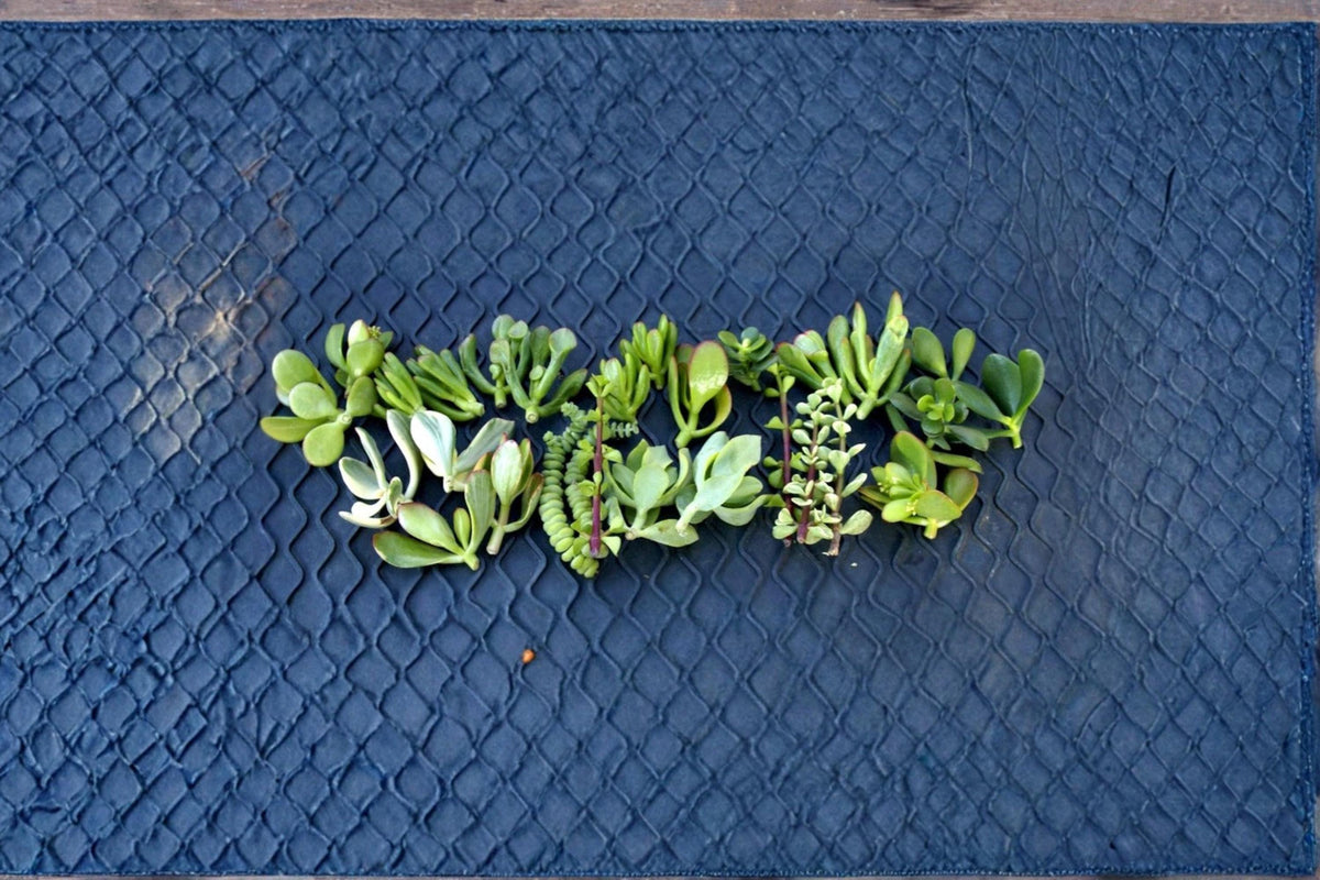 Jade Succulent Cuttings 20+ Mixed Varieties 2-3 Inches Crassula ovata Indoor Garden Plant