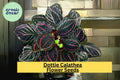 25+ Dottie Calathea Seeds - Exotic Tropical Houseplant with Dark Foliage & Pink Accents - Calathea roseopicta ‘Dottie’