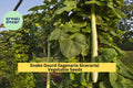 Snake Gourd Seeds – 10 Pack, Long Curved Edible Fruit, Vining Vegetable for Vertical Gardens, Lagenaria siceraria
