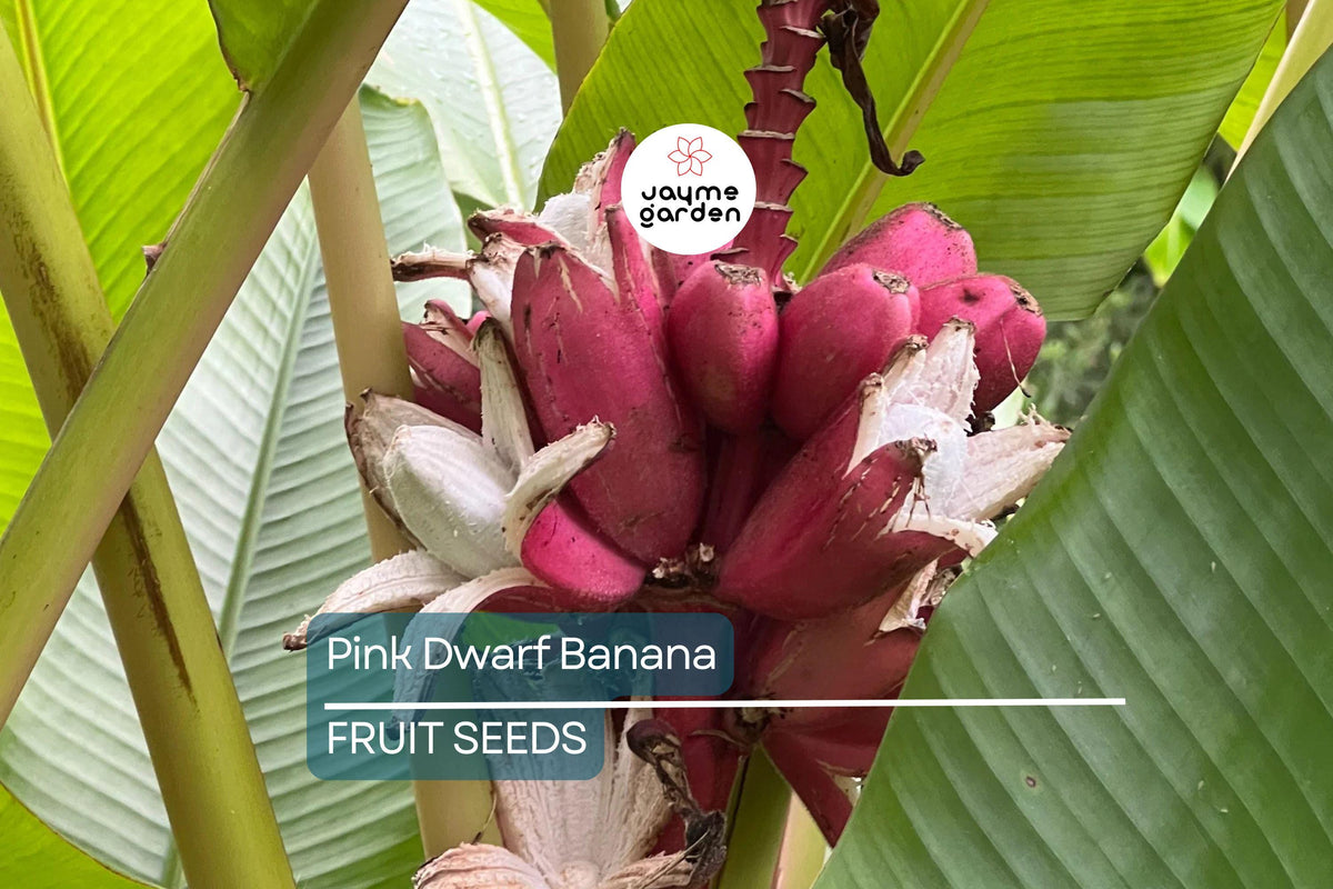 Pink Dwarf Banana Tree Seeds – Musa velutina, Rare Hardy Tropical Fruit Plant, Ornamental Banana, Edible Pink Velvety Fruit, Zone 7b-11