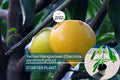 Yellow Mangosteen Live Fruit Tree 12-24 Inches Garcinia xanthochymus Tropical Evergreen Exotic Fruit Plant