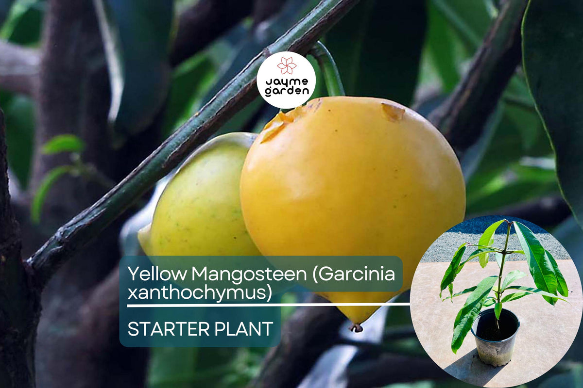 Yellow Mangosteen Live Fruit Tree 12-24 Inches Garcinia xanthochymus Tropical Evergreen Exotic Fruit Plant