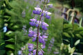 500 mg Lupine Riverbank Seeds | Perennial Violet-Blue Lupinus rivularis for Pollinator Gardens & Wildflower Meadows