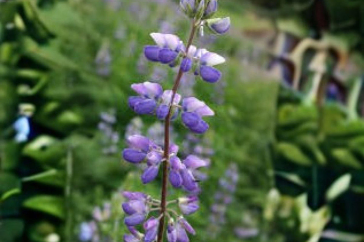 500 mg Lupine Riverbank Seeds | Perennial Violet-Blue Lupinus rivularis for Pollinator Gardens & Wildflower Meadows