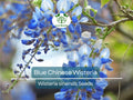 Blue Chinese Wisteria Seeds – Perennial Climbing Vine with Fragrant Blue-Purple Flowers (Wisteria sinensis)