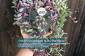 Othonna capensis 'Ruby Necklace' Succulent Cuttings – 5 Live Trailing Plants with Purple-Red Beads, Easy to Grow & Propagate