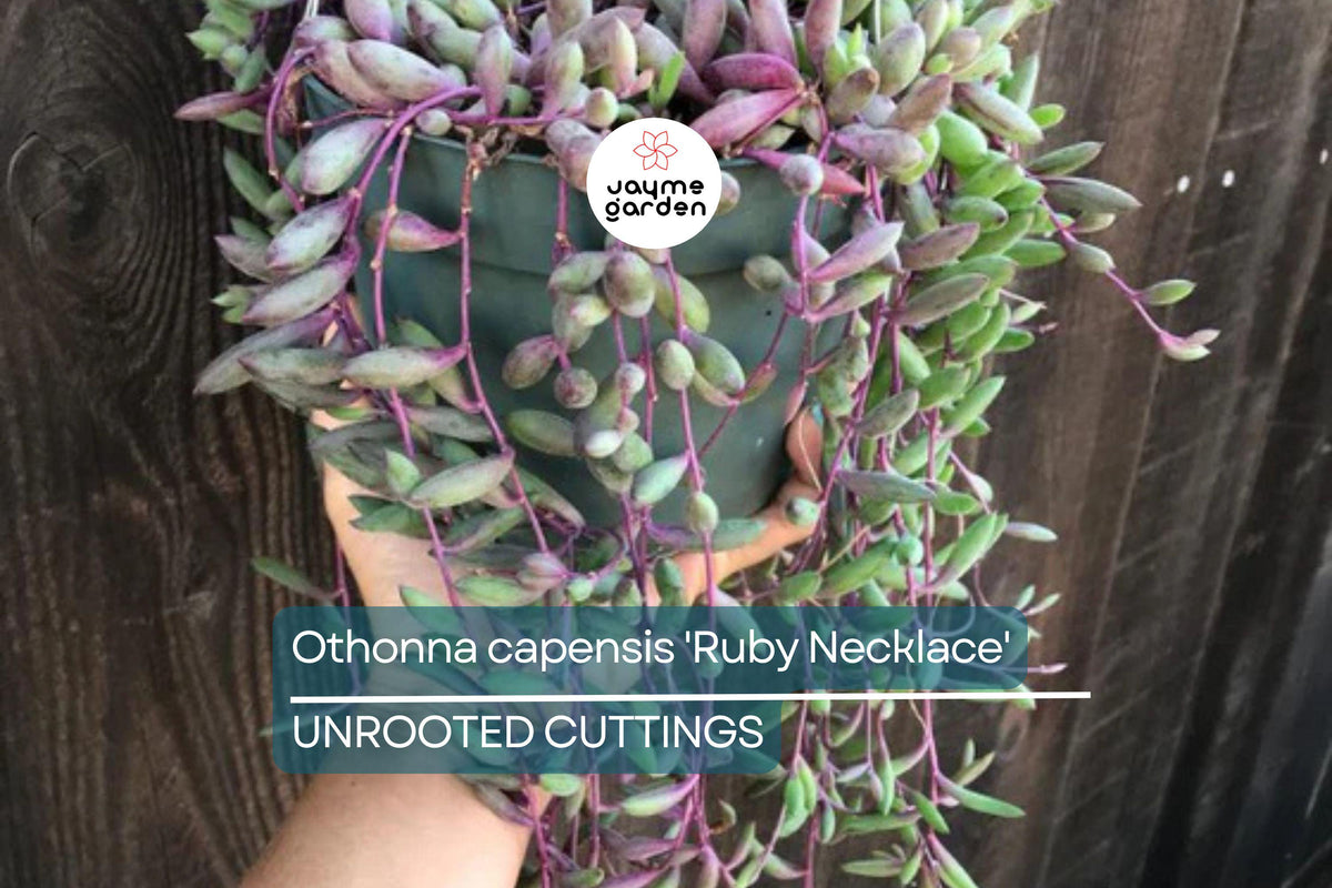 Othonna capensis 'Ruby Necklace' Succulent Cuttings – 5 Live Trailing Plants with Purple-Red Beads, Easy to Grow & Propagate
