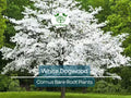 White Dogwood Tree Bare Root – Cornus florida, 12–24 inches, Flowering Ornamental Native Tree for Landscape, Zones 5–9