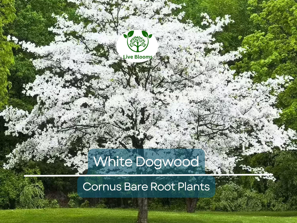 White Dogwood Tree Bare Root – Cornus florida, 12–24 inches, Flowering Ornamental Native Tree for Landscape, Zones 5–9