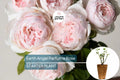 Earth Angel Parfuma Rose – 1.5 Gal Blush Pink Floribunda Rose with Fragrant Peony-Shaped Blooms, Own-Root, Disease-Resistant, Hardy Garden Rose