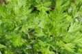 Mugwort Seeds | Perennial Herb for Culinary & Medicinal Use | Artemisia vulgaris