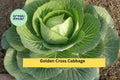 Golden Cross Cabbage Plants Set of 4 | Brassica oleracea Compact Green Hybrid Vegetables for Garden Growing