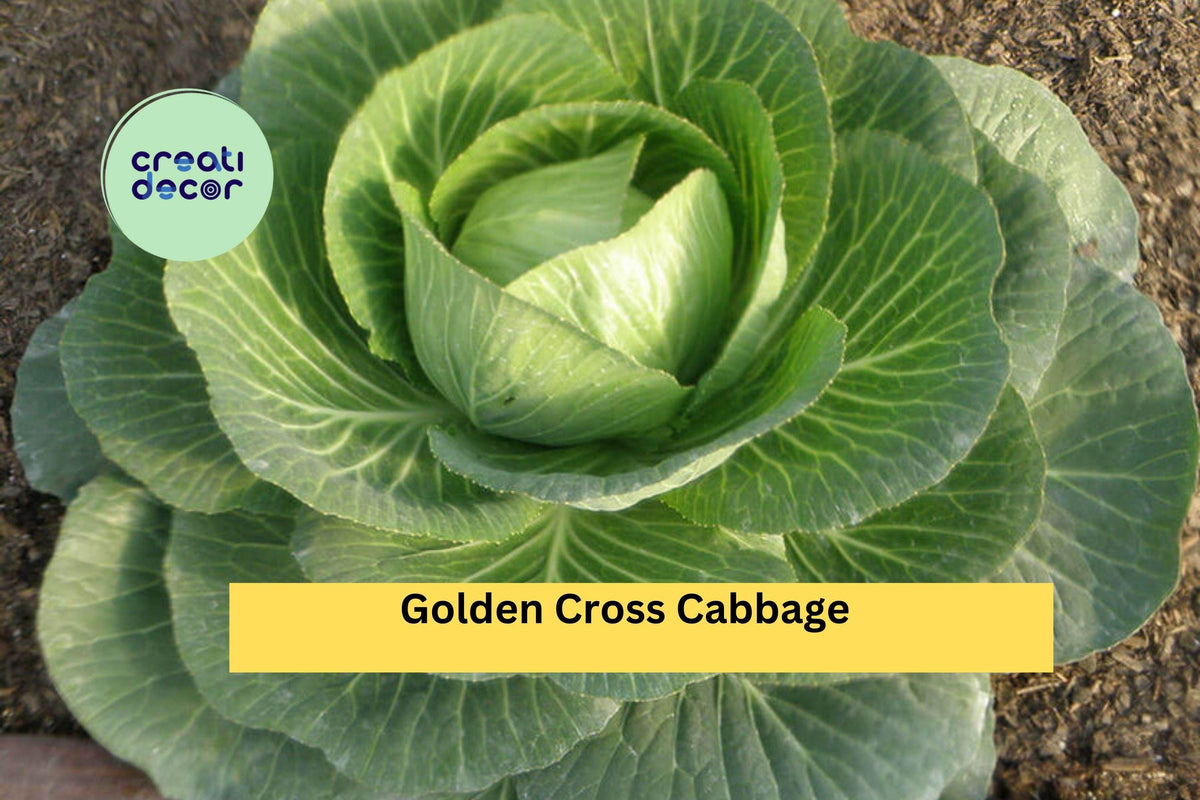 Golden Cross Cabbage Plants Set of 4 | Brassica oleracea Compact Green Hybrid Vegetables for Garden Growing