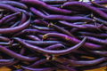 Royal Burgundy Green Bush Bean Seeds - Purple Pod Snap Beans, Phaseolus vulgaris, Vegetable Seeds for Garden Planting