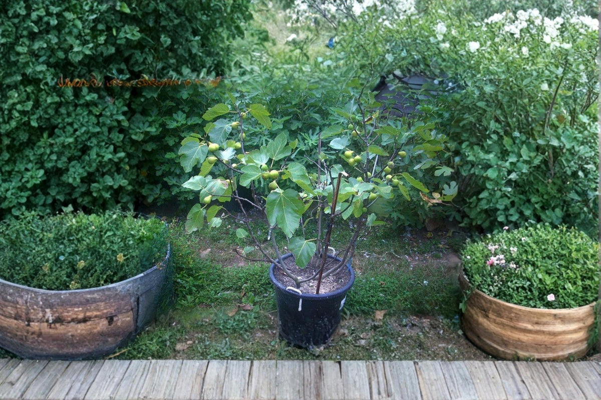 Adriatic JH Fig Cuttings – 8 Inch+ Ficus carica White Fig Variety for Propagation, Fruiting Tree