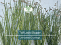 Unrooted Succulent Cuttings – Tall Lady Slipper (Pedilanthus) 3-12" – Unique Green Stems, Easy to Grow Indoor or Outdoor Plant
